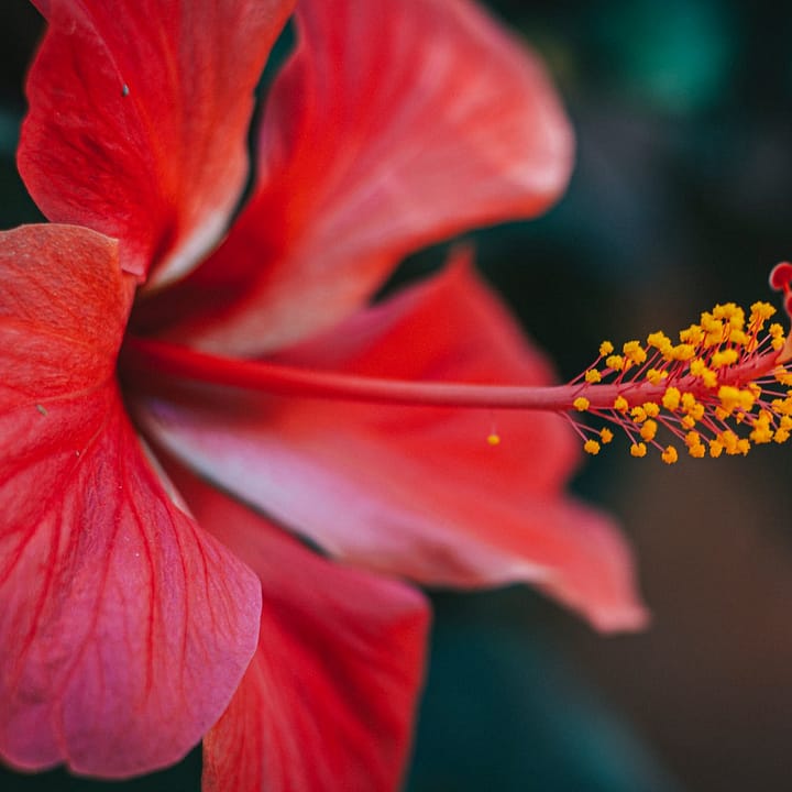 Thé D’Hibiscus Infusé à Froid – Mocktail à 2 Ingrédients Facile